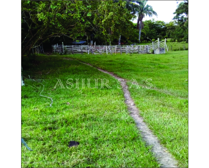 FINCA EN GUAMO TOLIMA