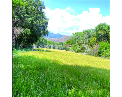 SE VENDE FINCA ARROCERA EN VENADILLO
